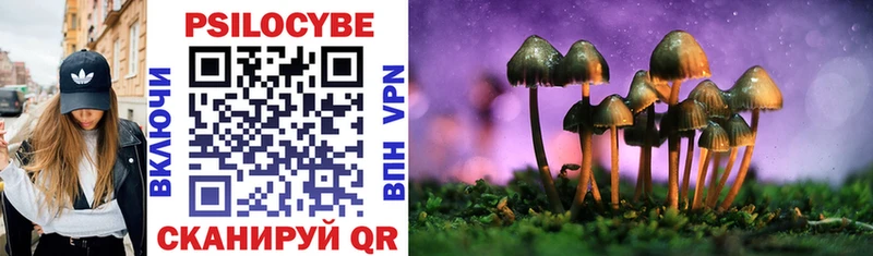 Галлюциногенные грибы Psilocybe Бугуруслан